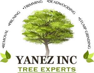yanez trees